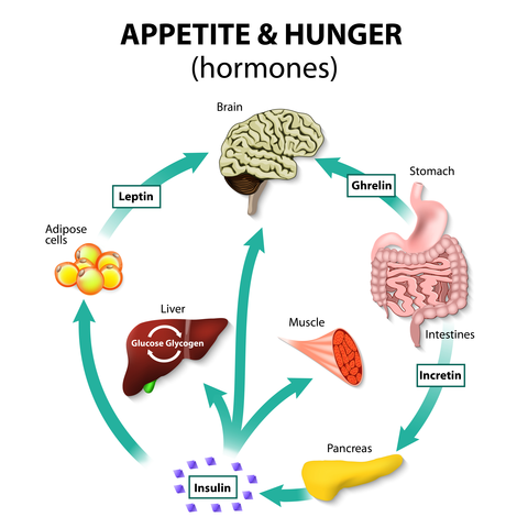 metabolic hormones and weight loss