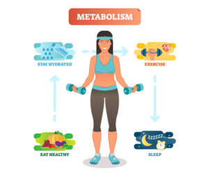 metabolism and role in weight loss