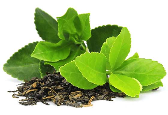 Image, Green Tea Weight Loss Ingredients, Tetrogen USA