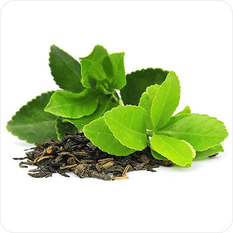 Raw Green Tea Leaves 
